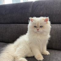 Maschio British long hair per monta