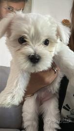 Cucciolo maltese