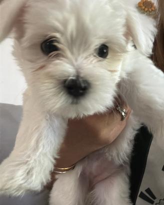 Cucciolo maltese