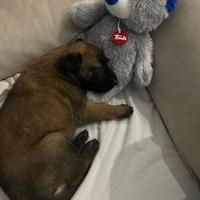 Cuccioli di Malinois