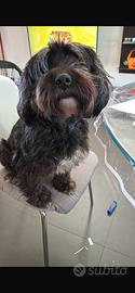 Cane barboncino/yorkshire