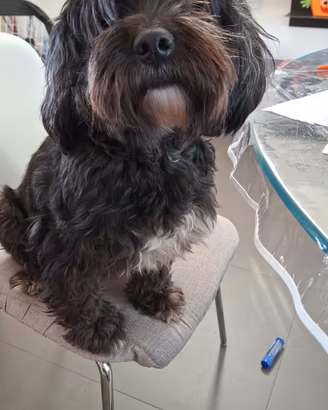 Cane barboncino/yorkshire