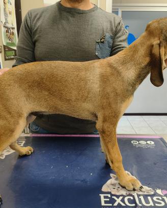 Cuccioli di segugio maremmano