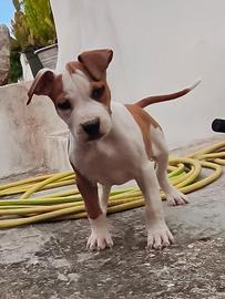 Amstaff