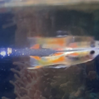 Endler pesci acqua dolce