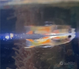 Endler pesci acqua dolce