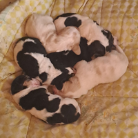 Cuccioli di Bassethound