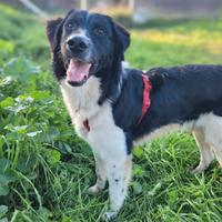 Simil Border Collie