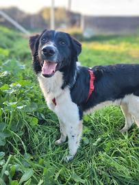 Simil Border Collie