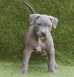 Pitbull alta geneaolgia