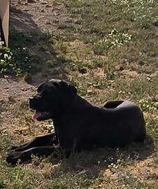 Cane corso