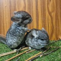 Cincillà royal persian carrier angora/black pearl