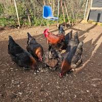 Galline marans e gallo moroseta