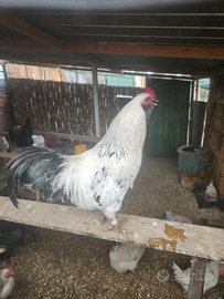Gallo moroseta e coppia di gallo e gallina