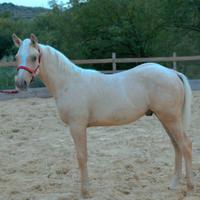Puledro paint