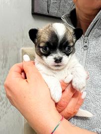 Chihuahua