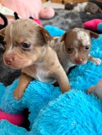 Chihuahua cuccioli
