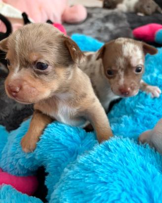 Chihuahua cuccioli