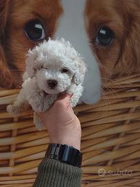 Barboncino mini toy femmina