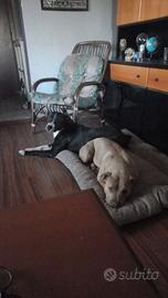 Incrocio tra pit bull e pastore abruzzese