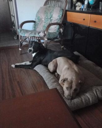 Incrocio tra pit bull e pastore abruzzese
