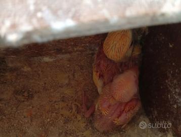 Inseparabili pulli da imbecco