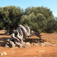 Alberi di ulivo secolari