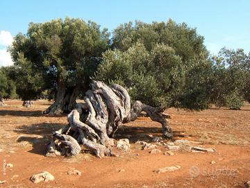Alberi di ulivo secolari