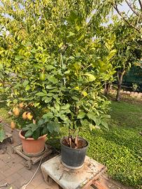 Piante di Limoni in Vaso