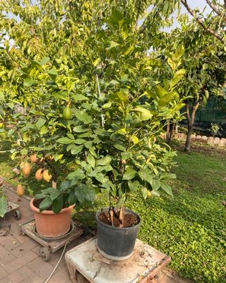 Piante di Limoni in Vaso
