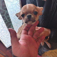 Cucciolo di chihuahua