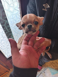 Cucciolo di chihuahua