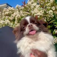 Chihuahua maschio giovane