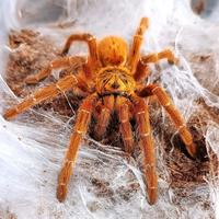 Pterinochilus murinus rcf/dcf