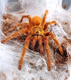 Pterinochilus murinus rcf/dcf