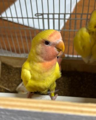 Inseparabile allevato a mano lutino 50 giorni