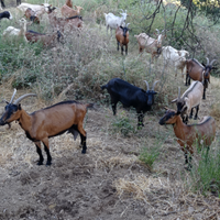 Capre camosciate e incroci con saanen