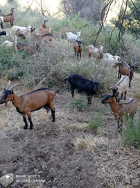 Capre camosciate e incroci con saanen