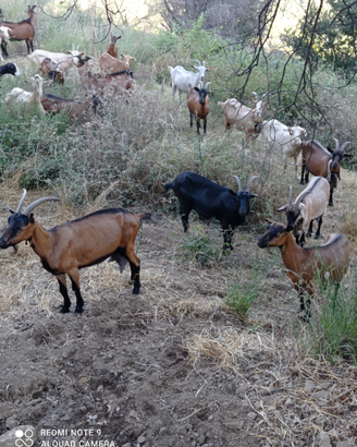 Capre camosciate e incroci con saanen