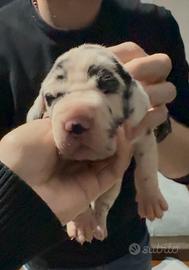 Cuccioli Alano Arlecchino