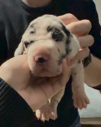 Cuccioli Alano Arlecchino