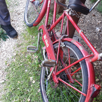 Bibici
