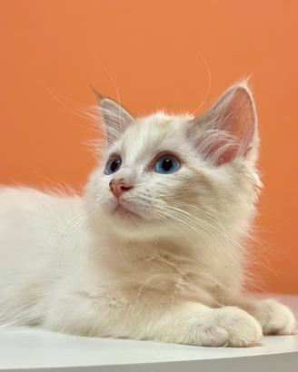 Cucciolo Ragdoll Disponibile