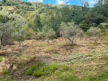 Terreno agricolo 20000 mq