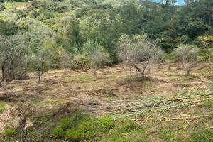 Terreno agricolo 20000 mq