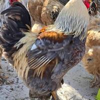 Trio Brahma gigante