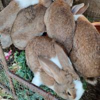 Conigli da carme