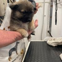 Cucciolo maschio due mesi