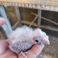 Pappagalli calopsite