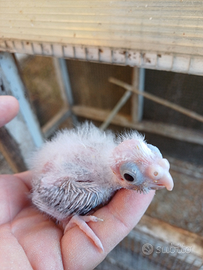 Pappagalli calopsite